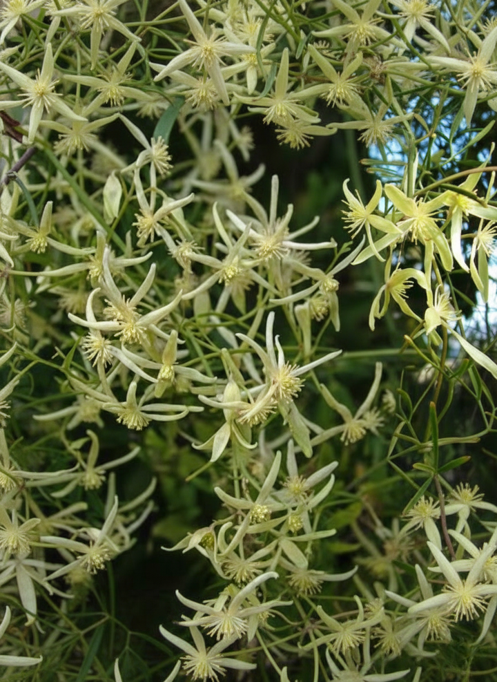 Clematis Microphylla