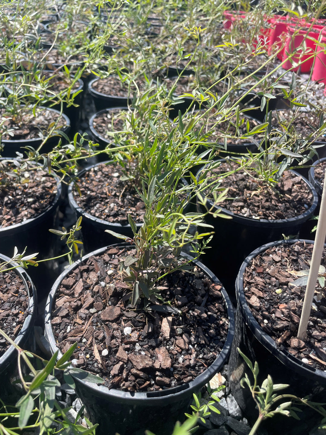 Clematis Microphylla