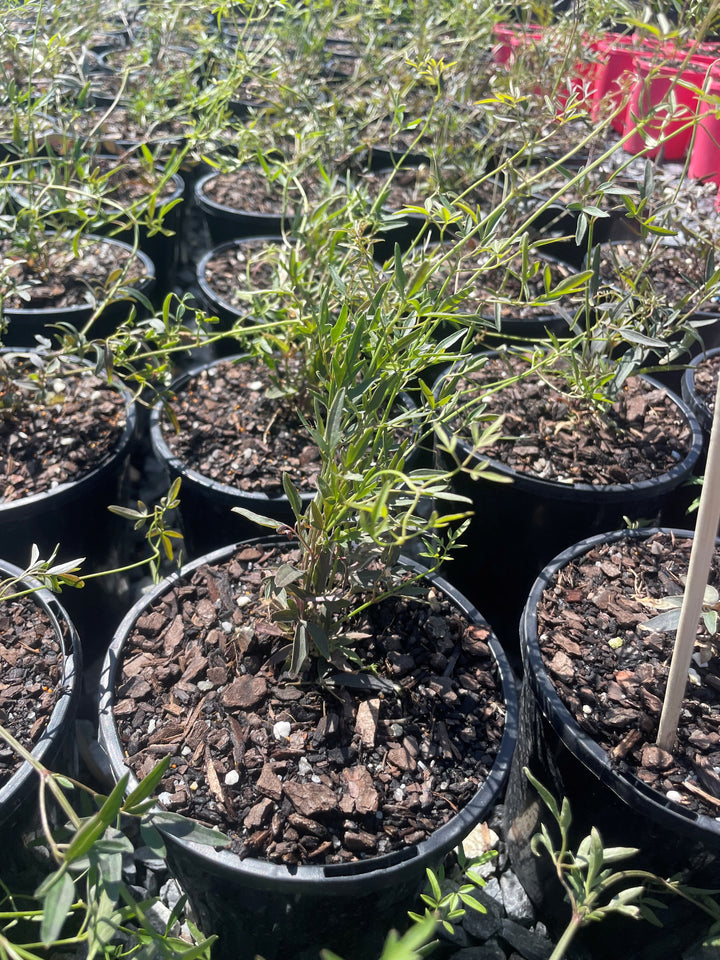 Clematis Microphylla