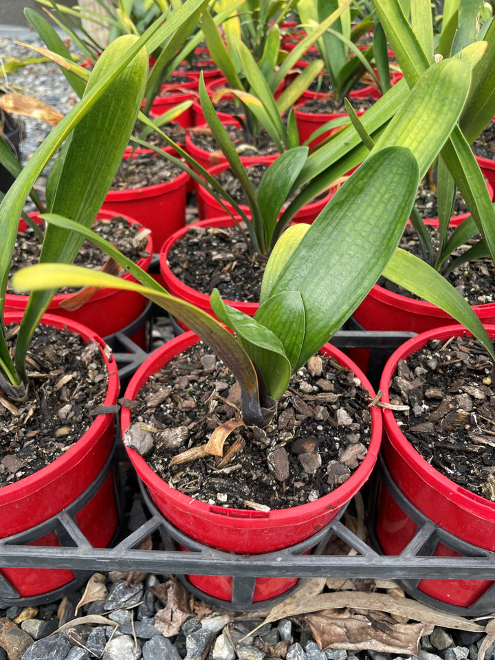 Clivia miniata &