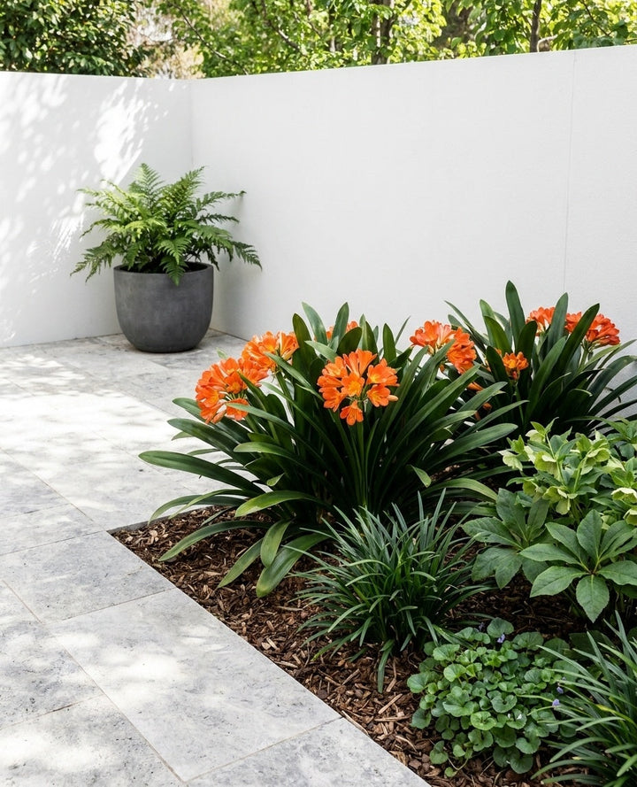 Clivia miniata planted along the edge of a paved pool surround in an Adelaide garden.