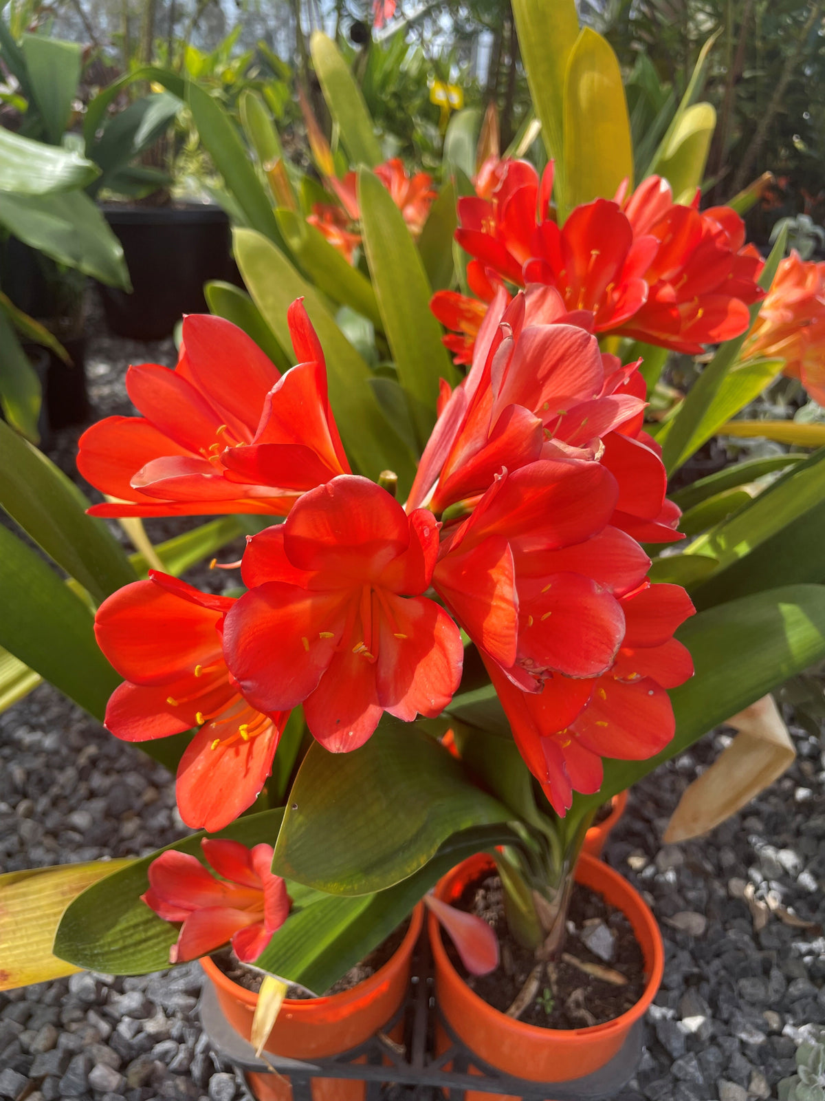 Bush Lily (Clivia miniata) | Adelaide Plant Co