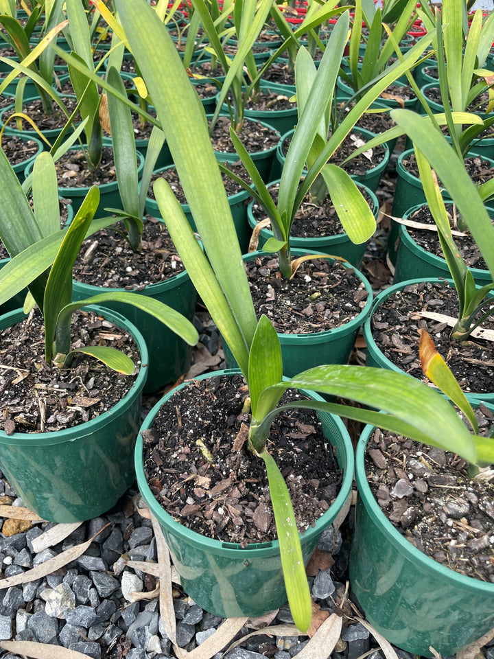 Clivia miniata &