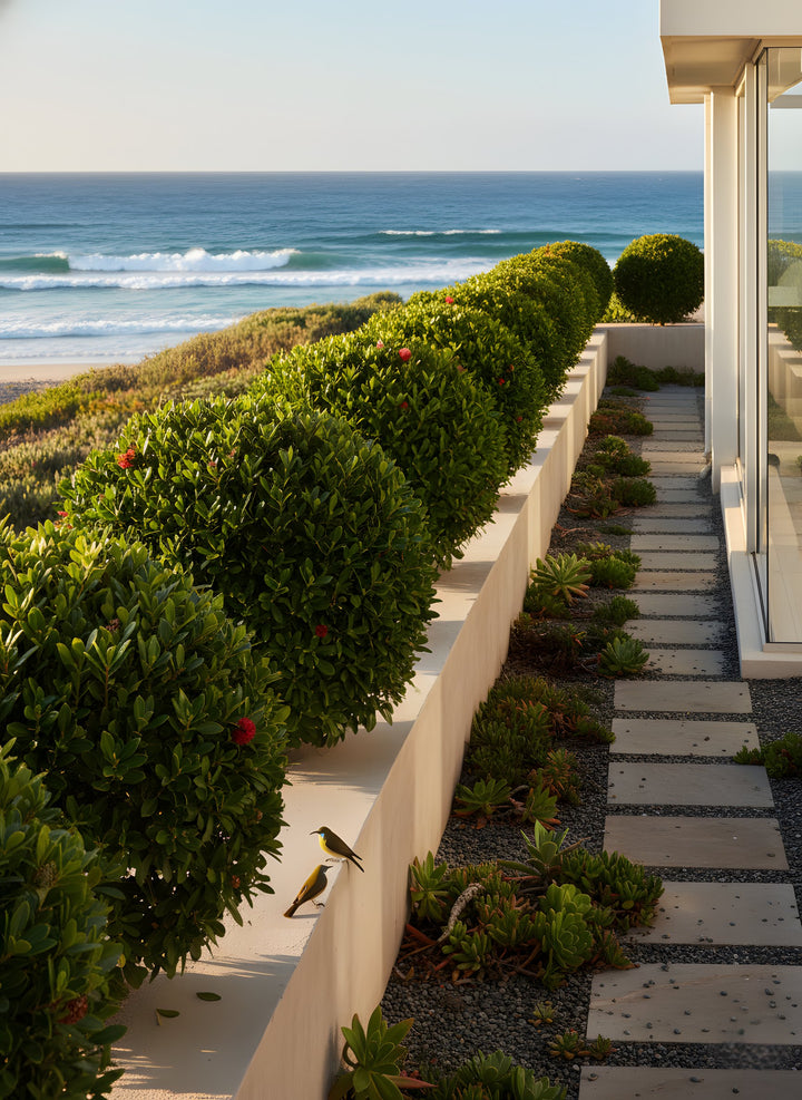 TOPIARY / Metrosideros excelsa &