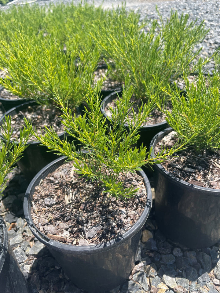 Coleonema pulchellum &