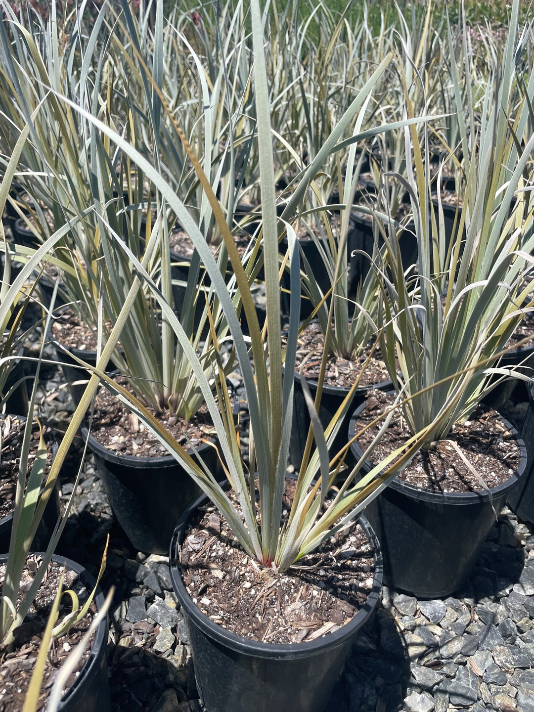 Conostylis candicans for sale Adelaide Plant Co