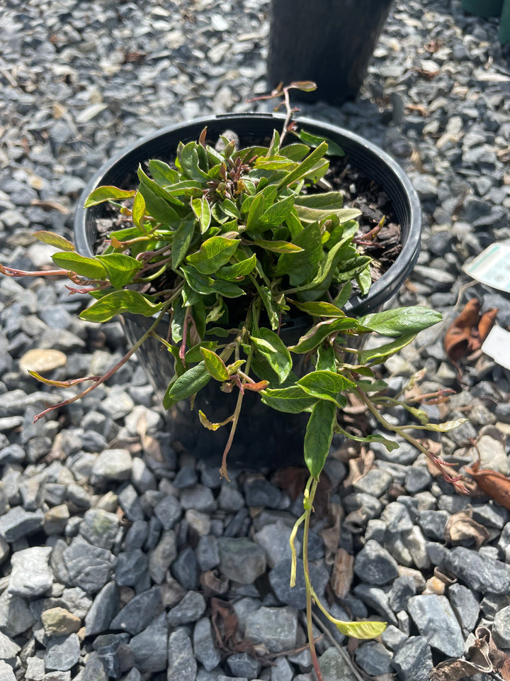 Convolvulus angustissimus &