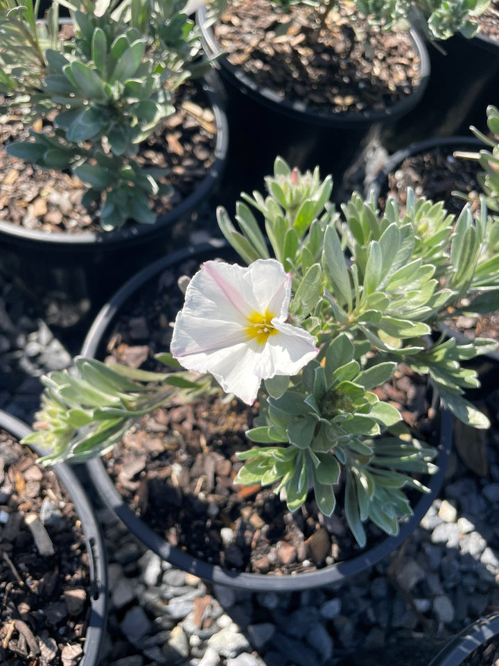 Convolvulus Cneorum