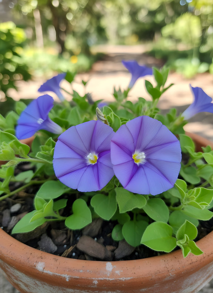 Convolvulus Sabatius 140mm Pot for sale Adelaide Plant Co