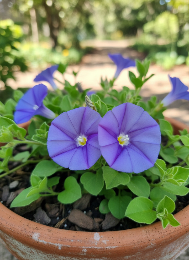 Convolvulus Sabatius