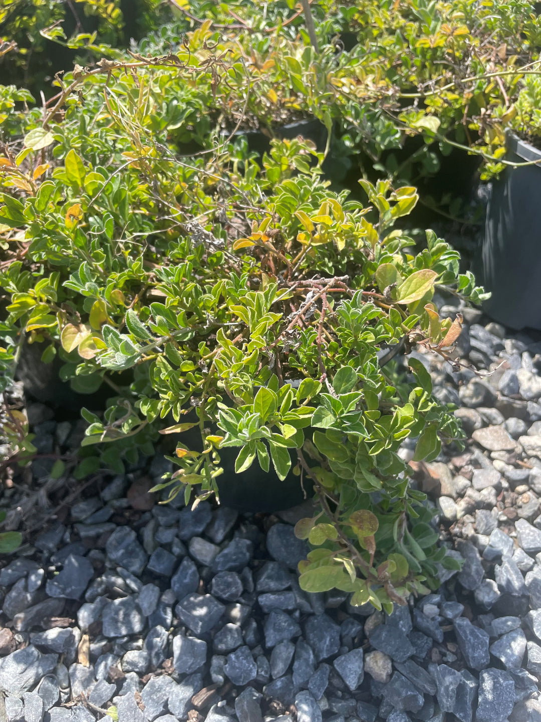 Convolvulus Sabatius