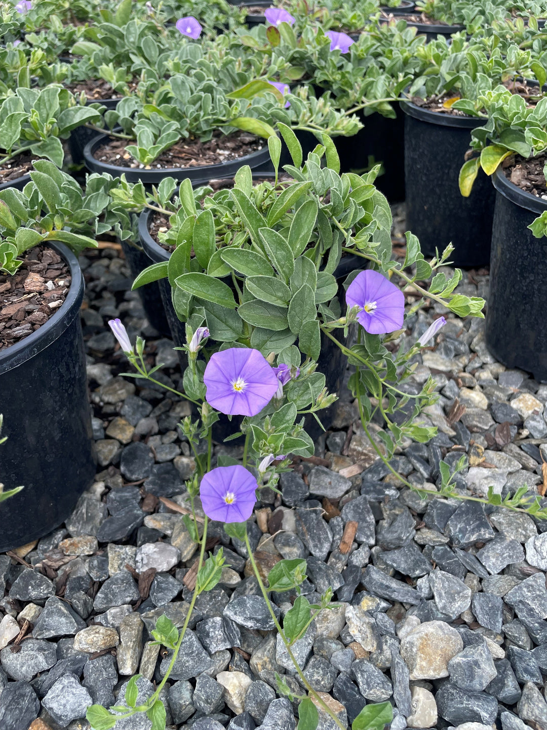 Convolvulus Sabatius 140mm Pot for sale Adelaide Plant Co