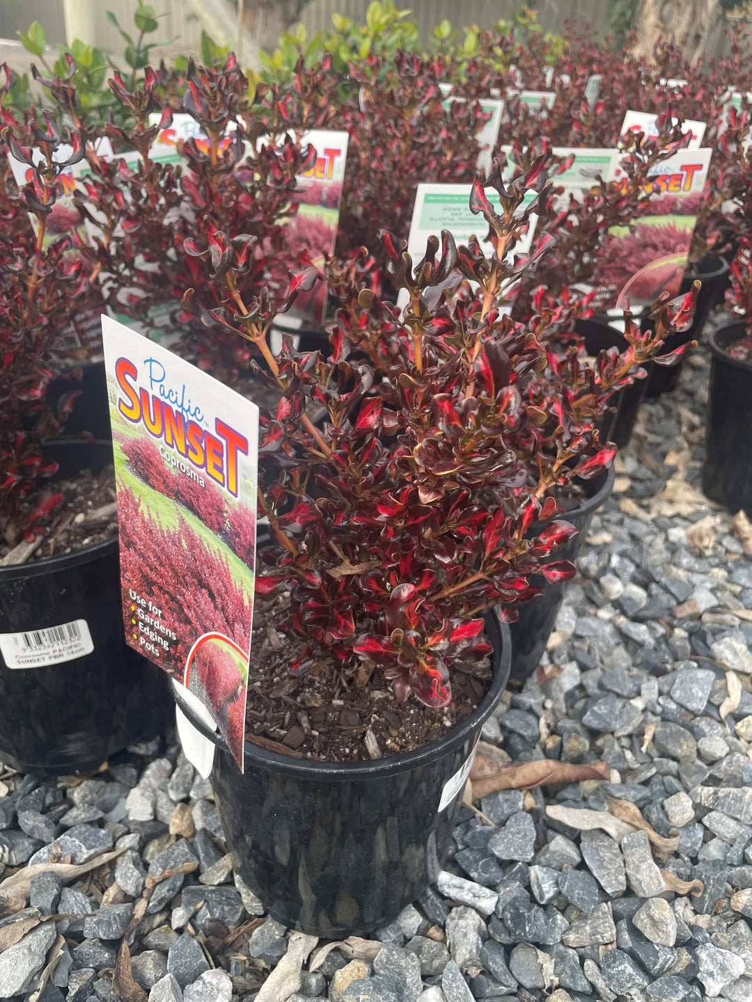 Coprosma repens &
