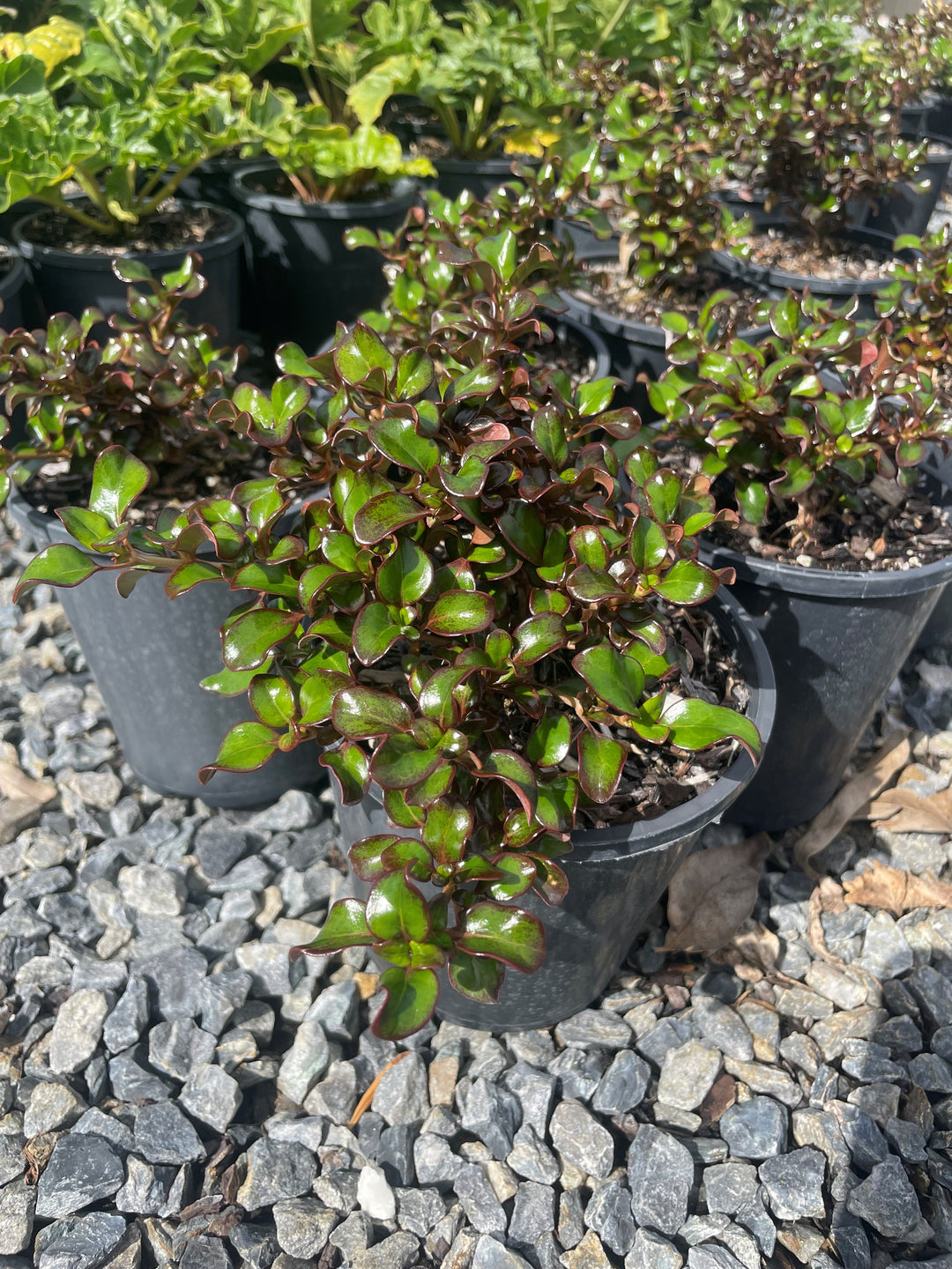 Coprosma 'Karo Red' 140mm Pot for sale Adelaide Plant Co