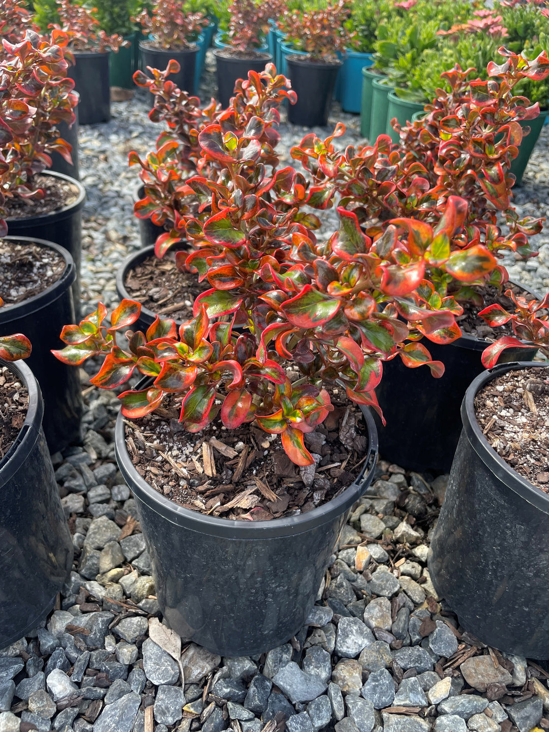 Coprosma repens 'Tequila Sunrise' 140mm Pot for sale Adelaide Plant Co