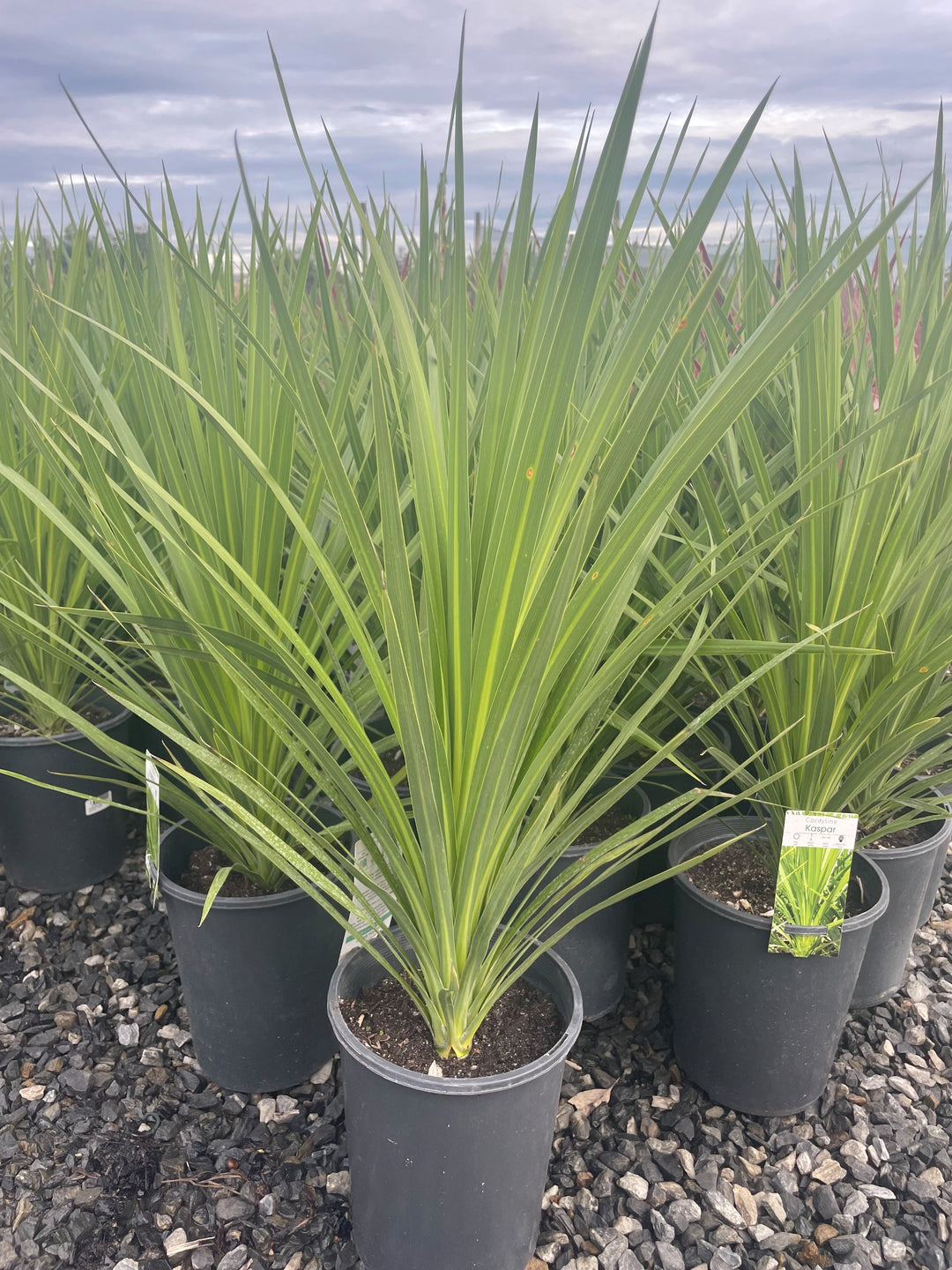 Cordyline australis &