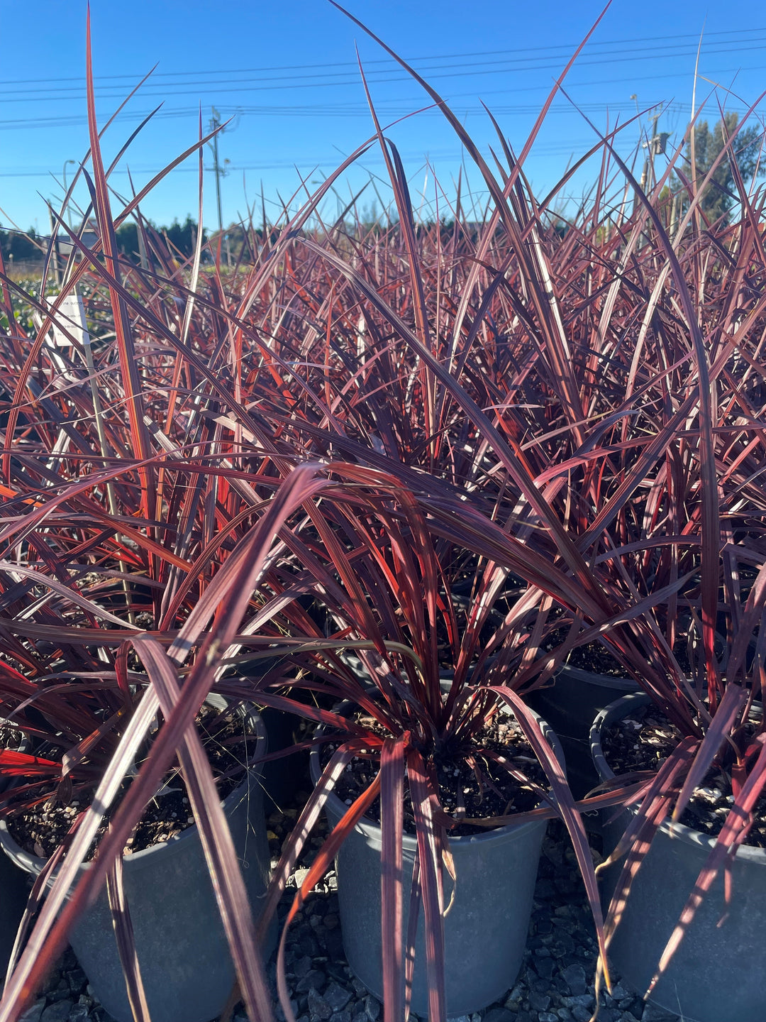 Cordyline australis &