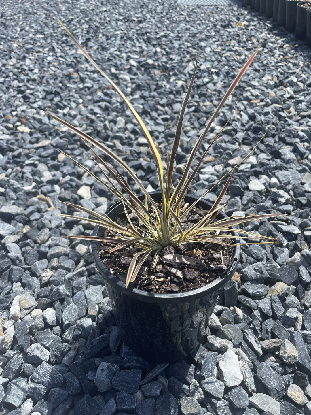Cordyline Banksii &