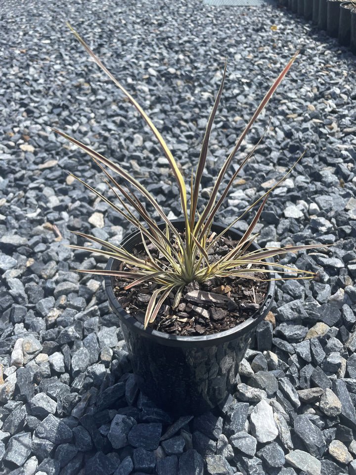 Cordyline Banksii &
