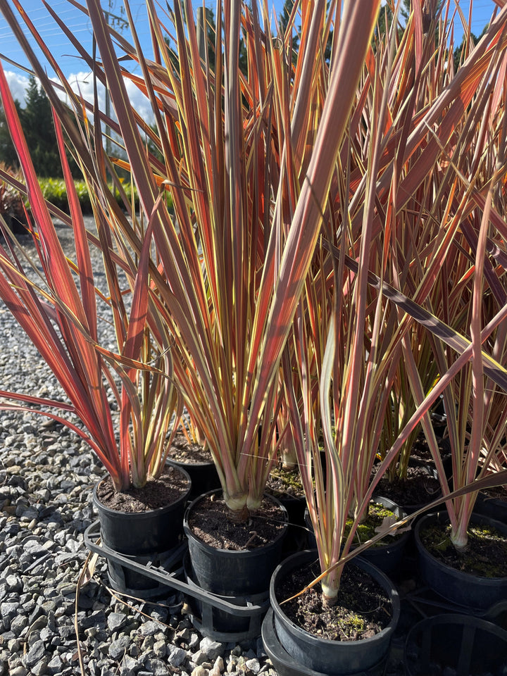 Cordyline Banksii &