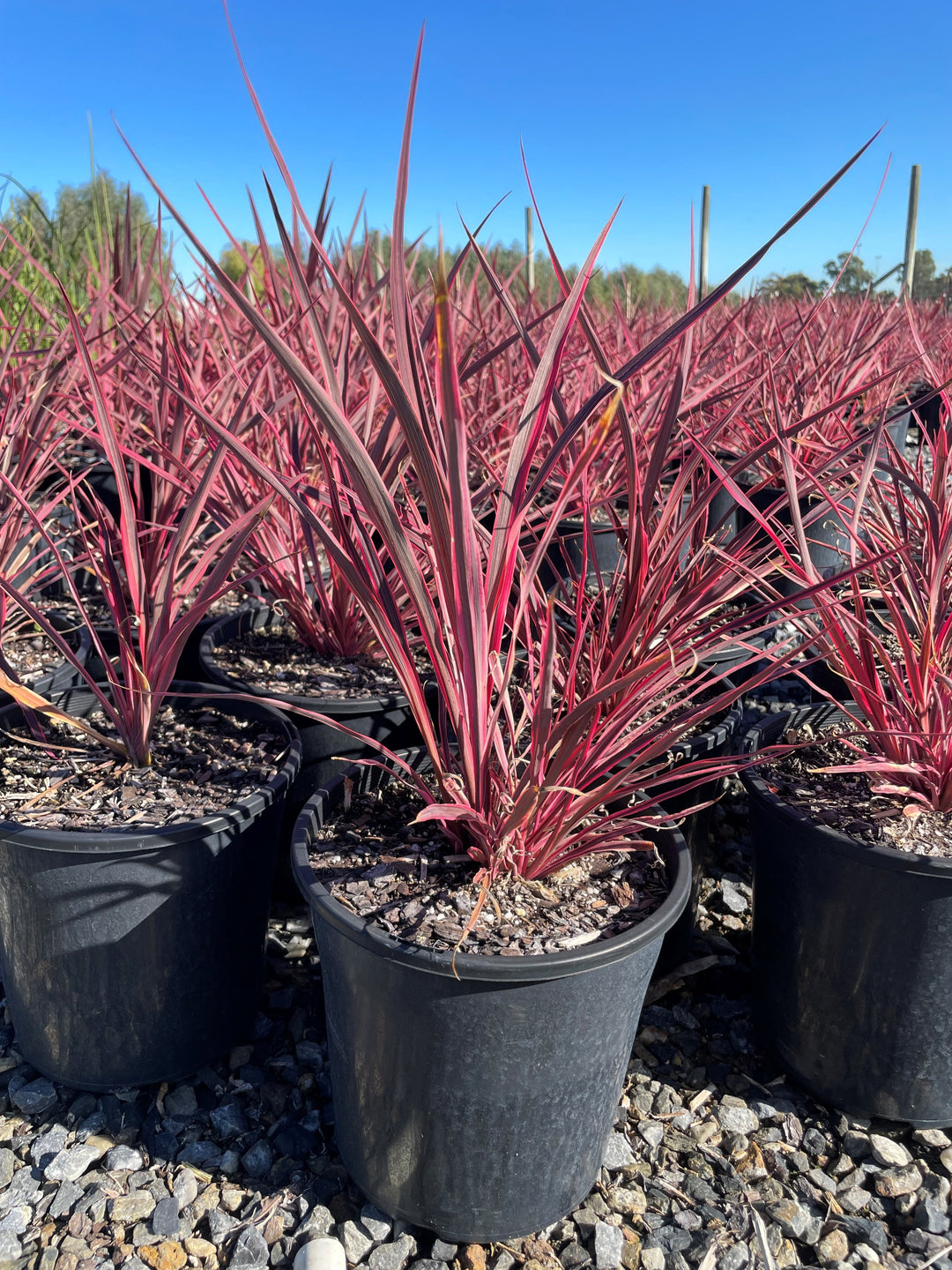 Cordyline Banksii 'Electric Pink'