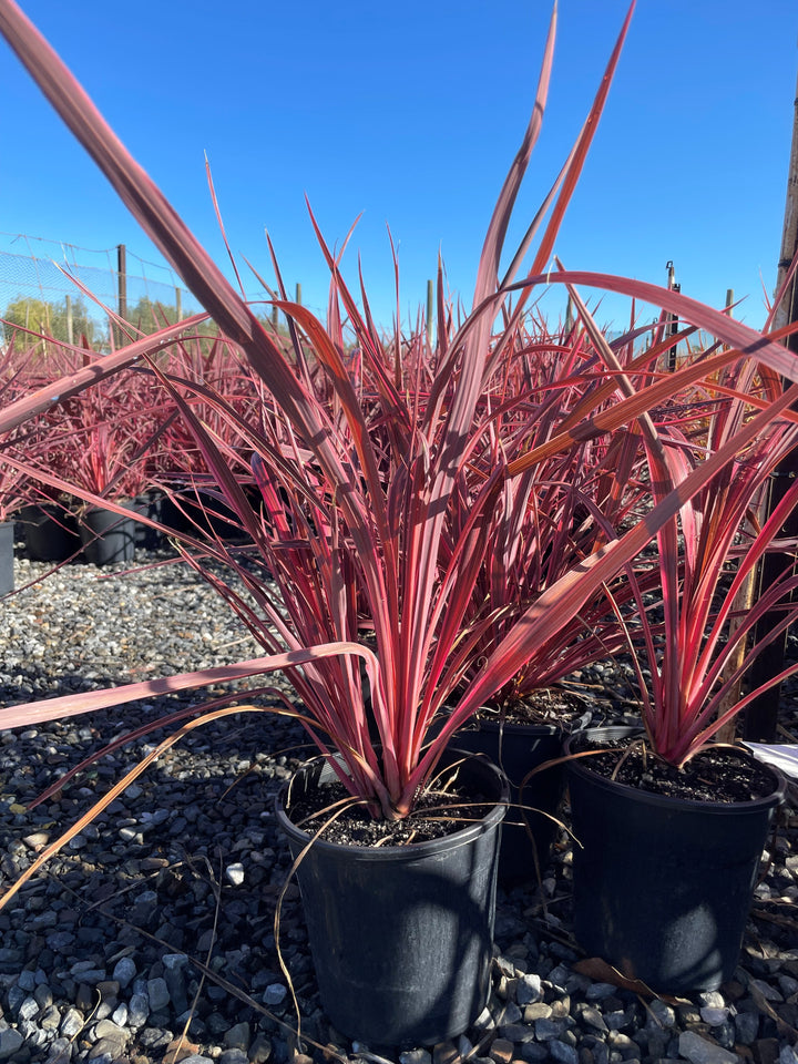 Cordyline Banksii 'Electric Pink'