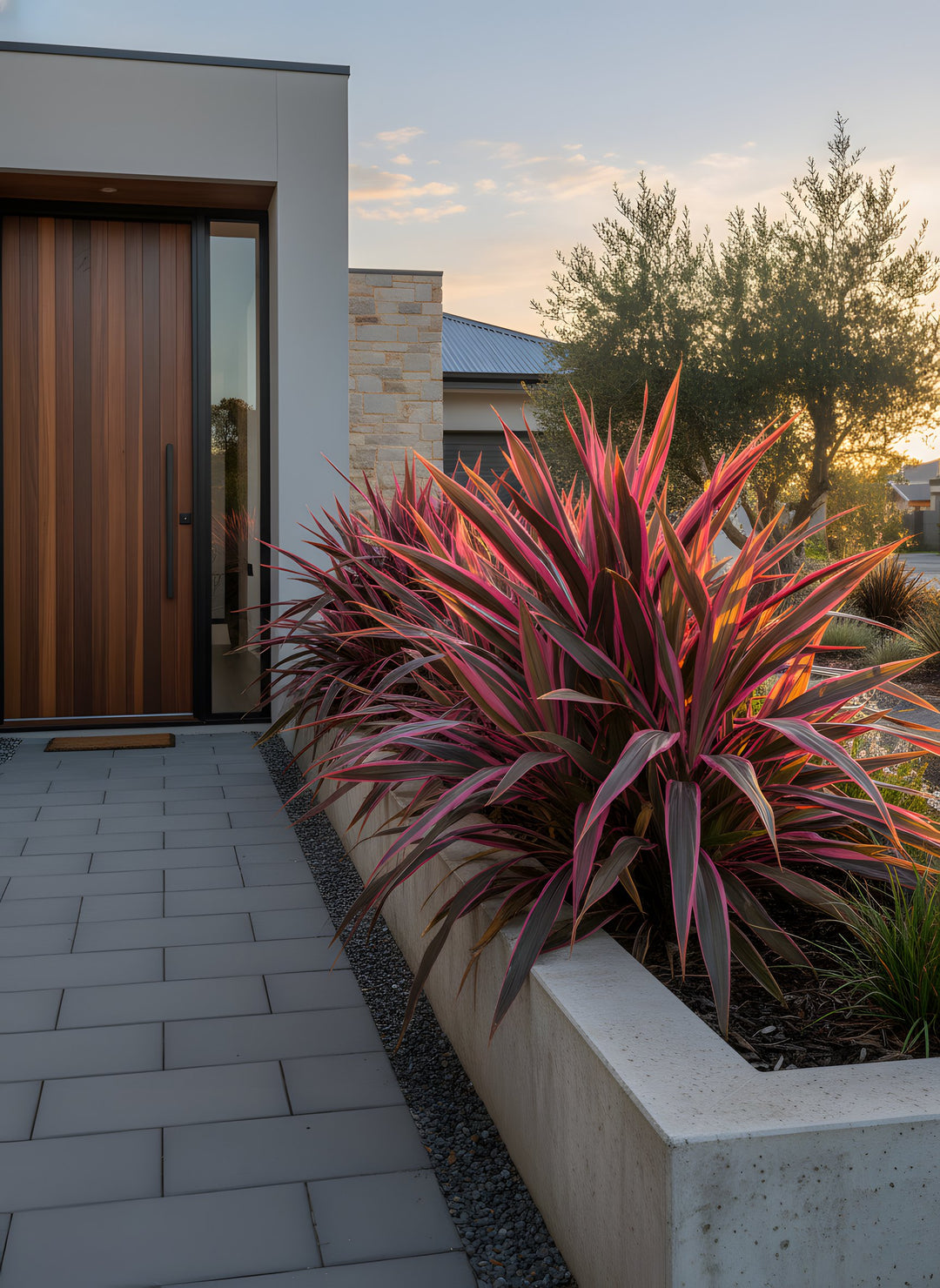 Cordyline Banksii 'Electric Pink' 140mm Pot for sale Adelaide Plant Co