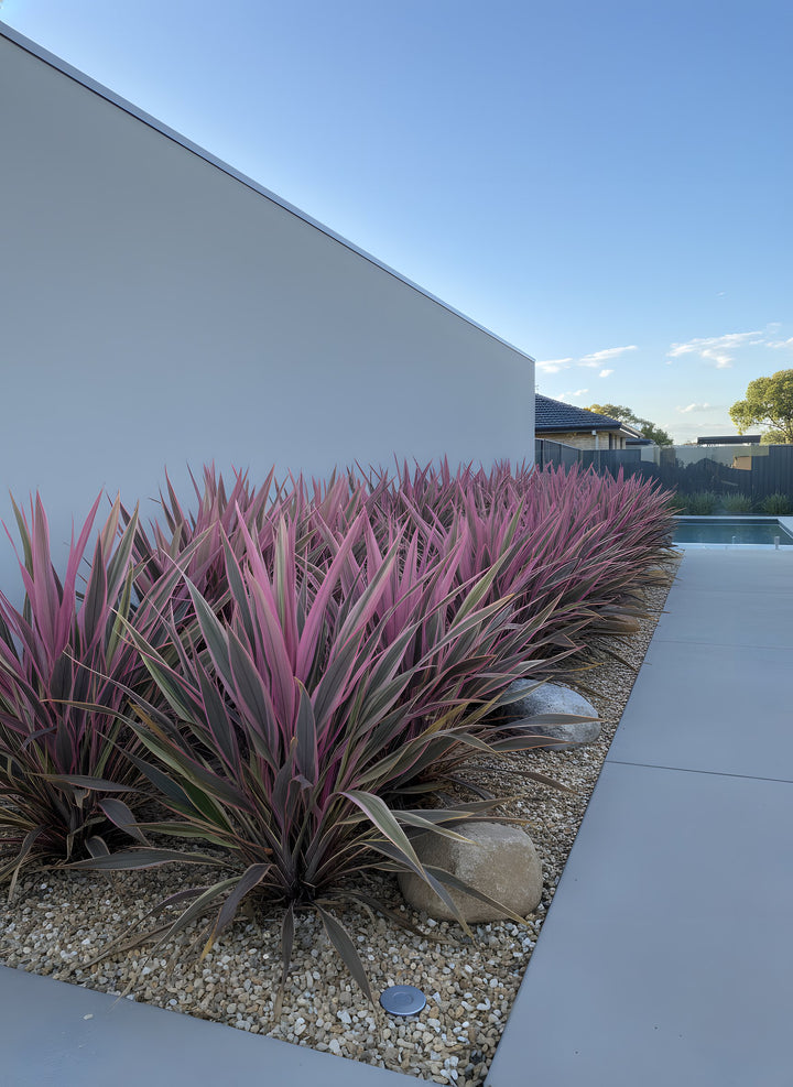 Cordyline Banksii &