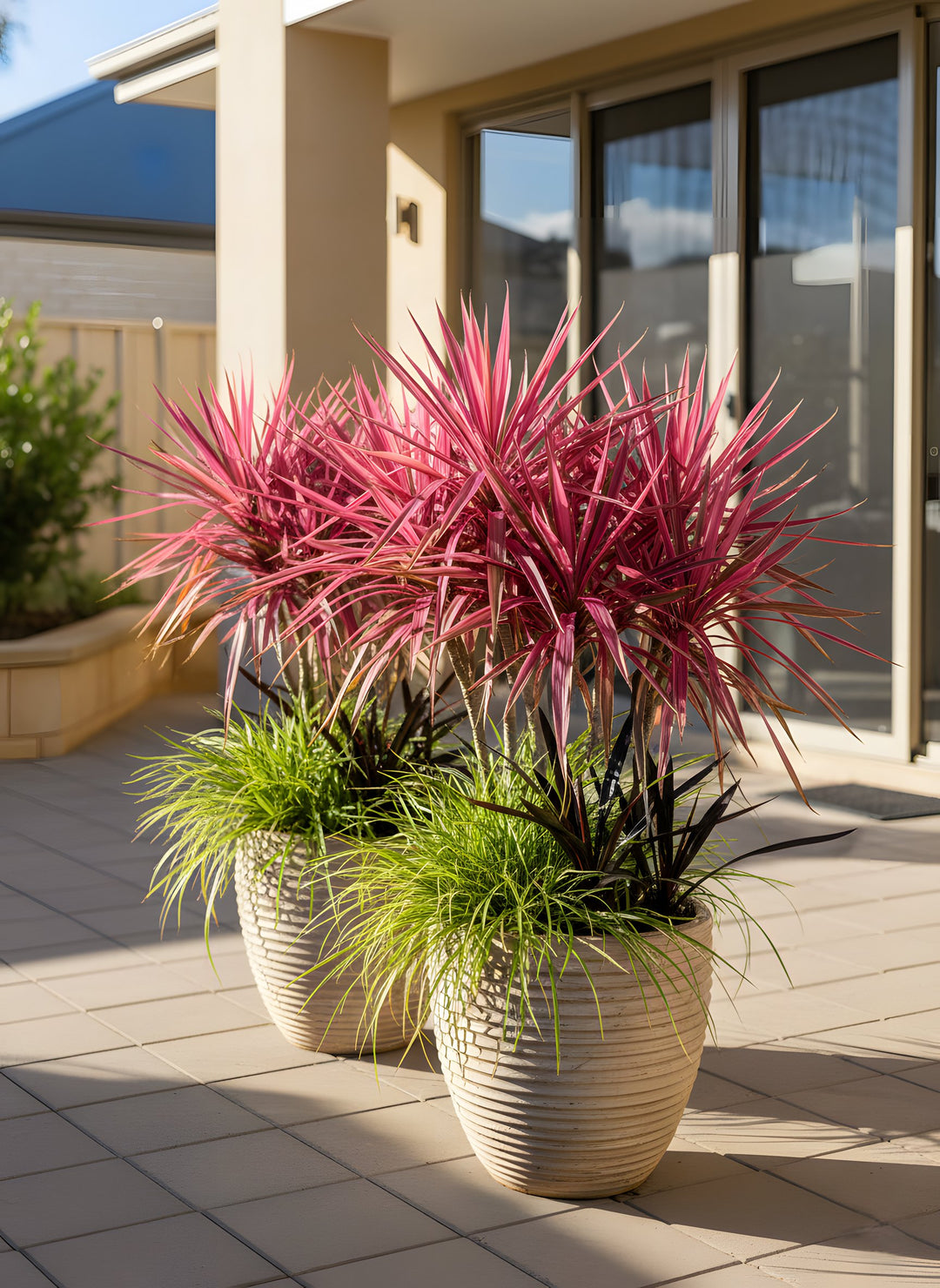 Cordyline Banksii &