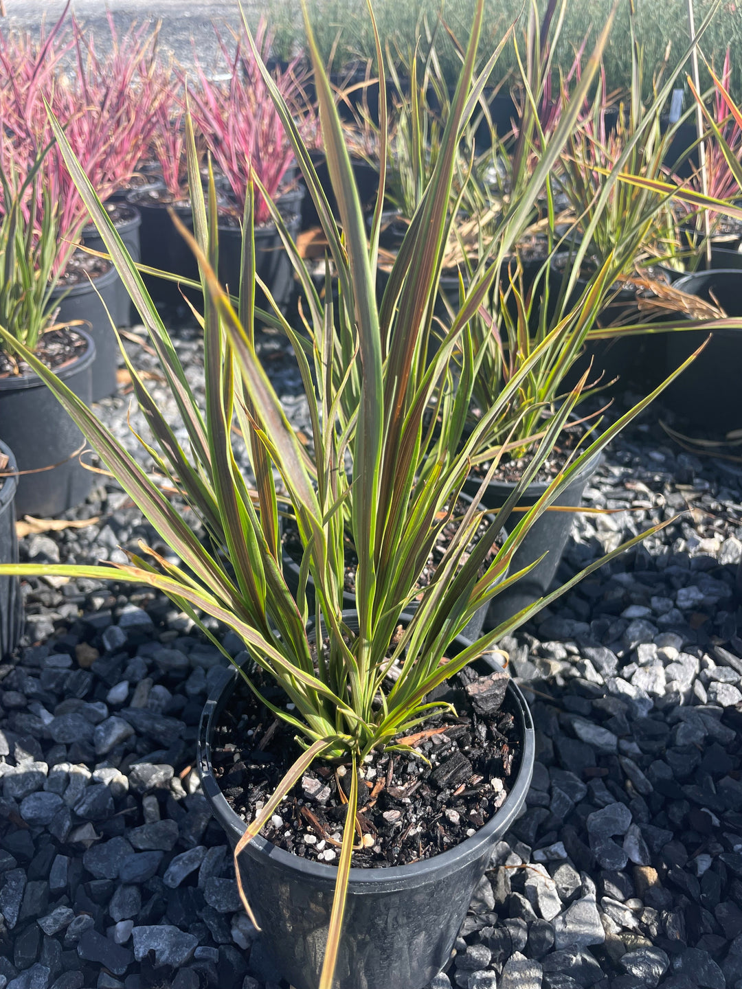 Cordyline Banksii 'Electric Star' 140mm Pot for sale Adelaide Plant Co