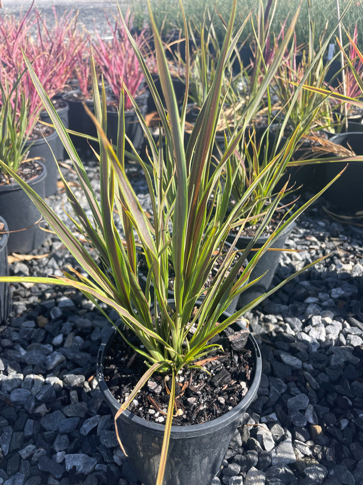 Cordyline Banksii &