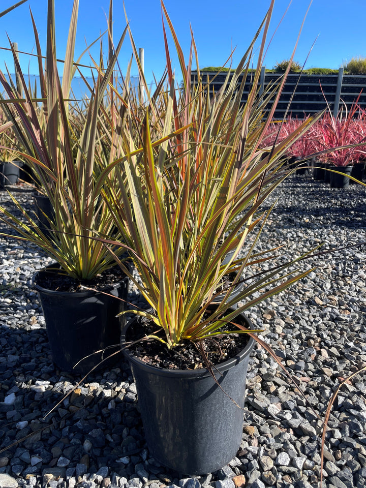 Cordyline Banksii &