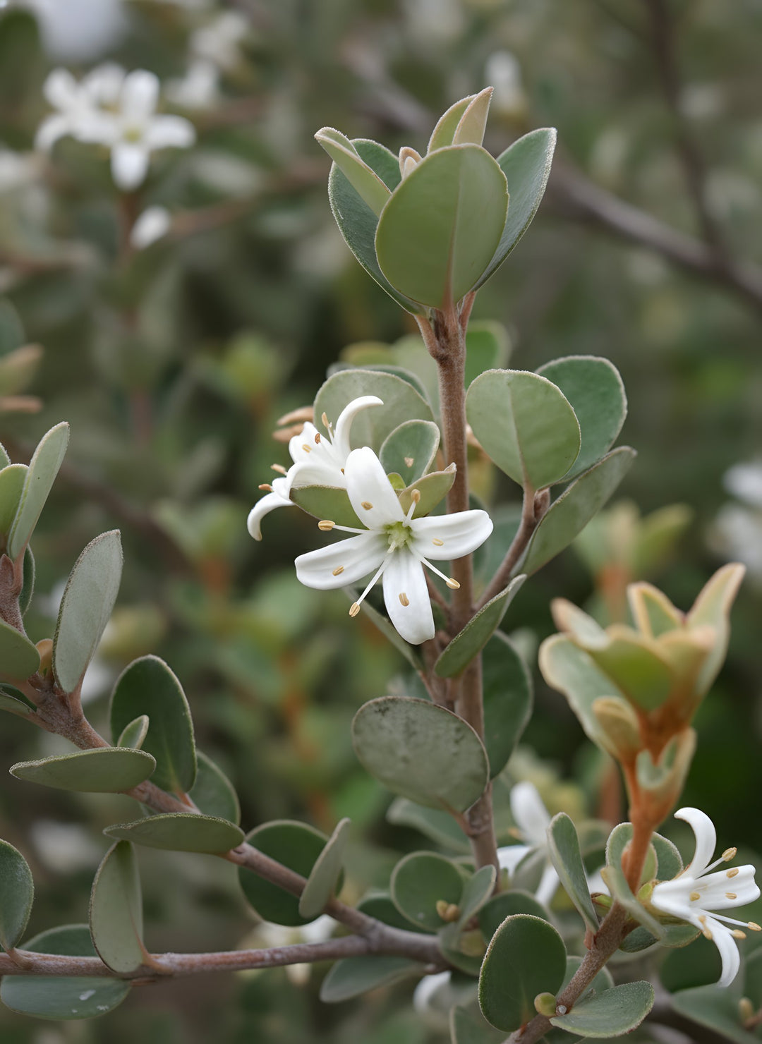 Correa Alba 140mm Pot for sale Adelaide Plant Co
