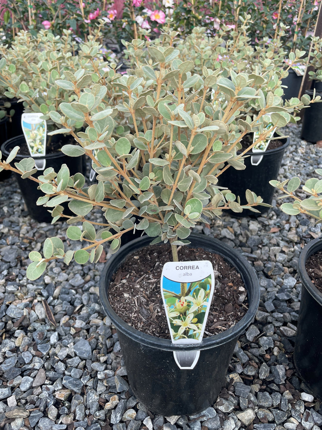 Correa Alba 180mm Pot for sale Adelaide Plant Co