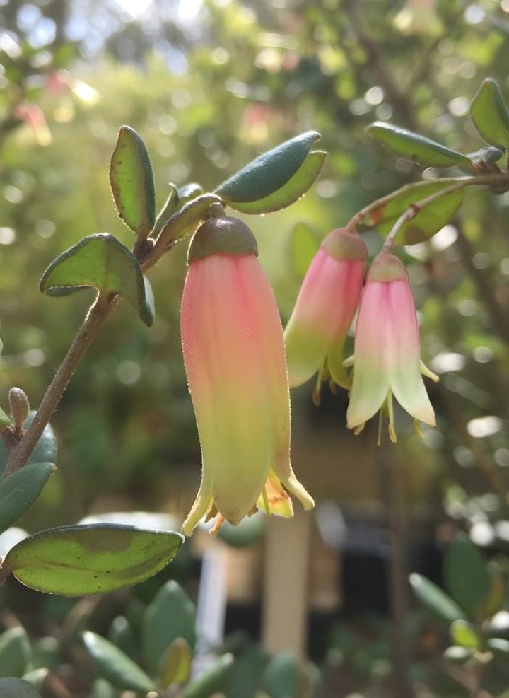Correa Backhousiana x Reflexa &