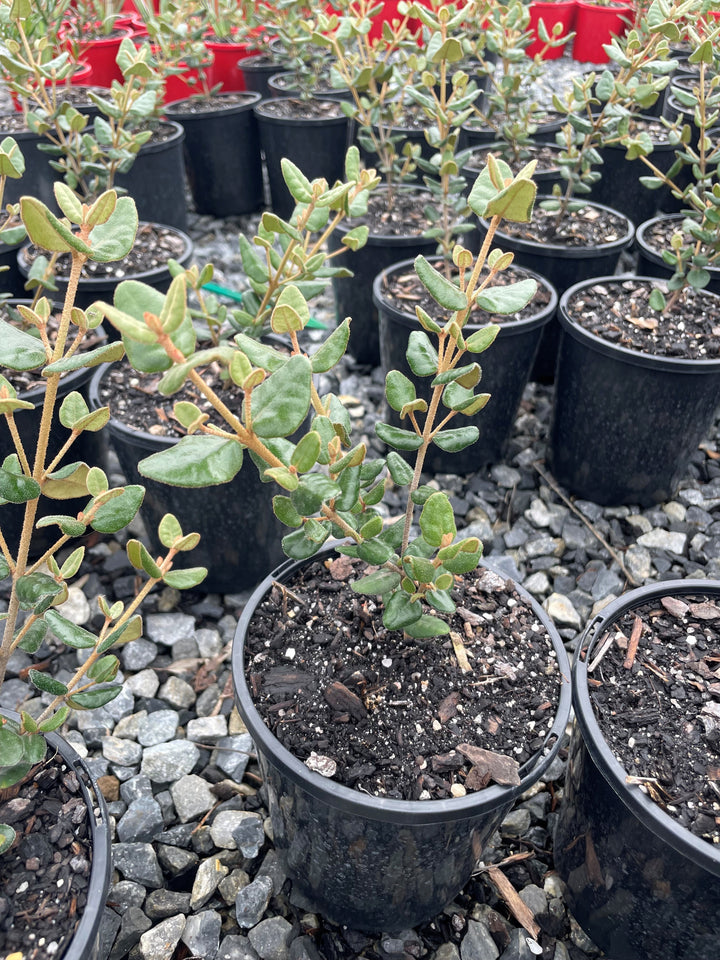 Correa Backhousiana x Reflexa 'Marian's Marvel'