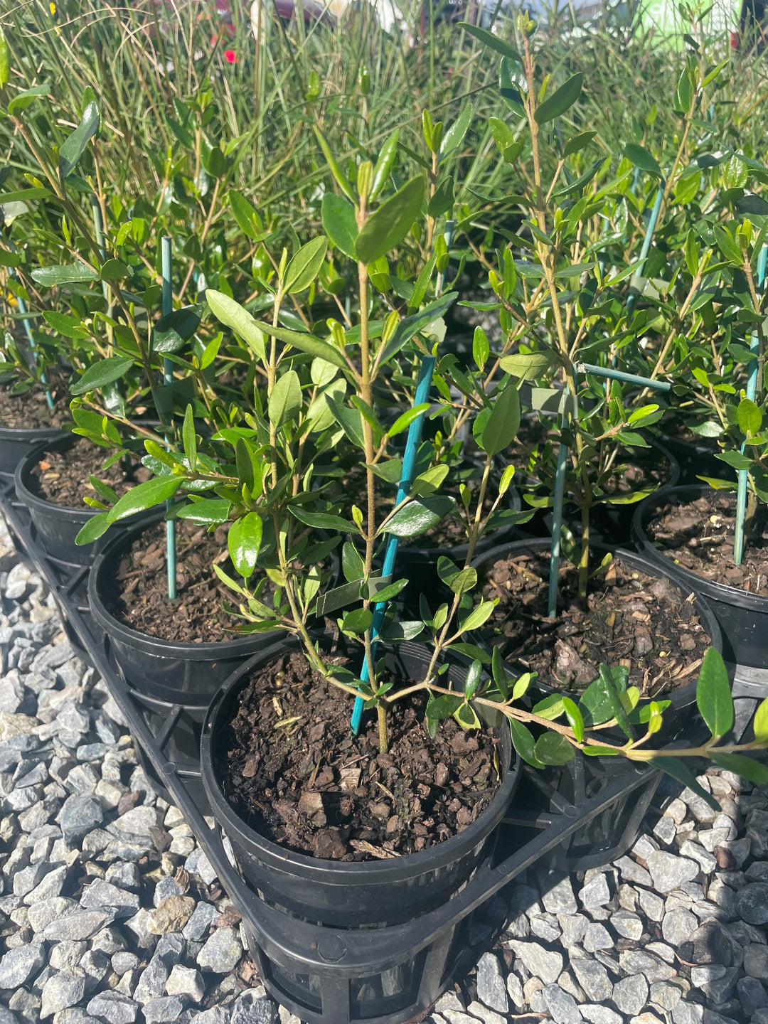 Correa glabra &