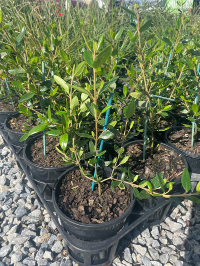 Correa glabra 'Ivory Lantern' 140mm Pot for sale Adelaide Plant Co