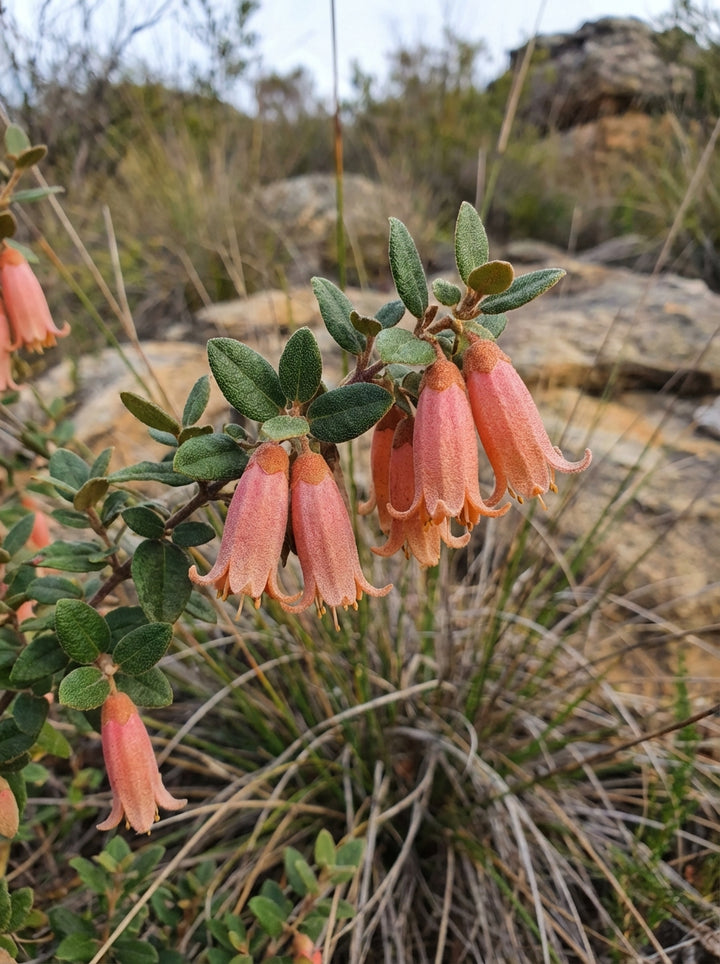 Correa pulchella &