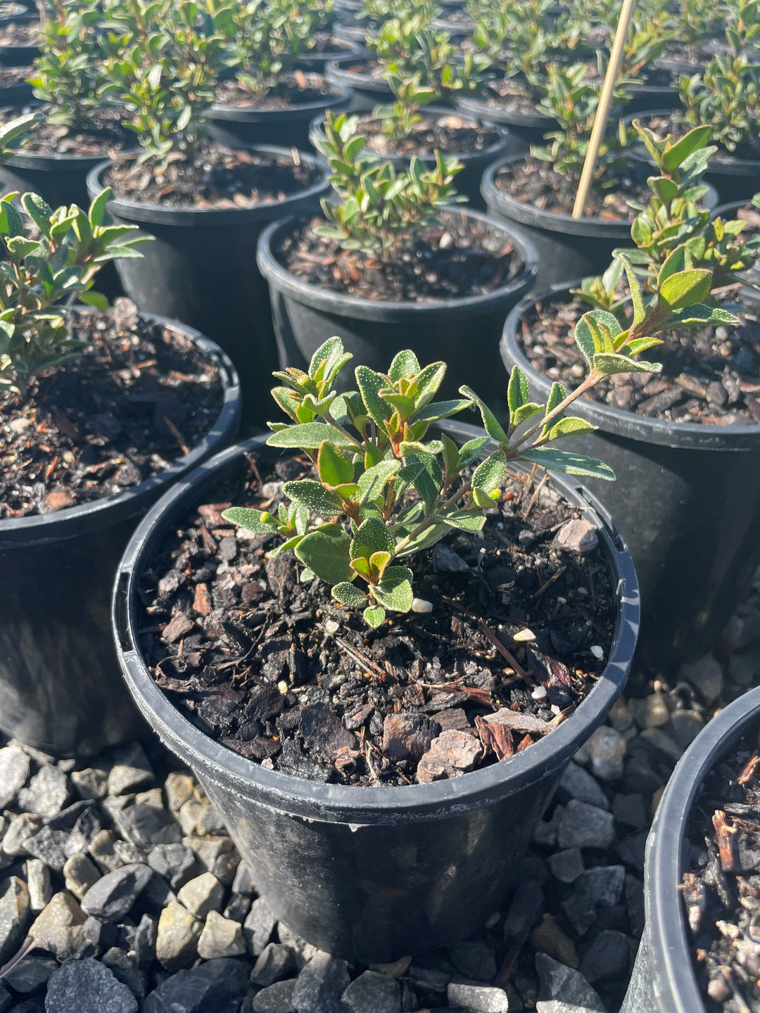Correa pulchella &