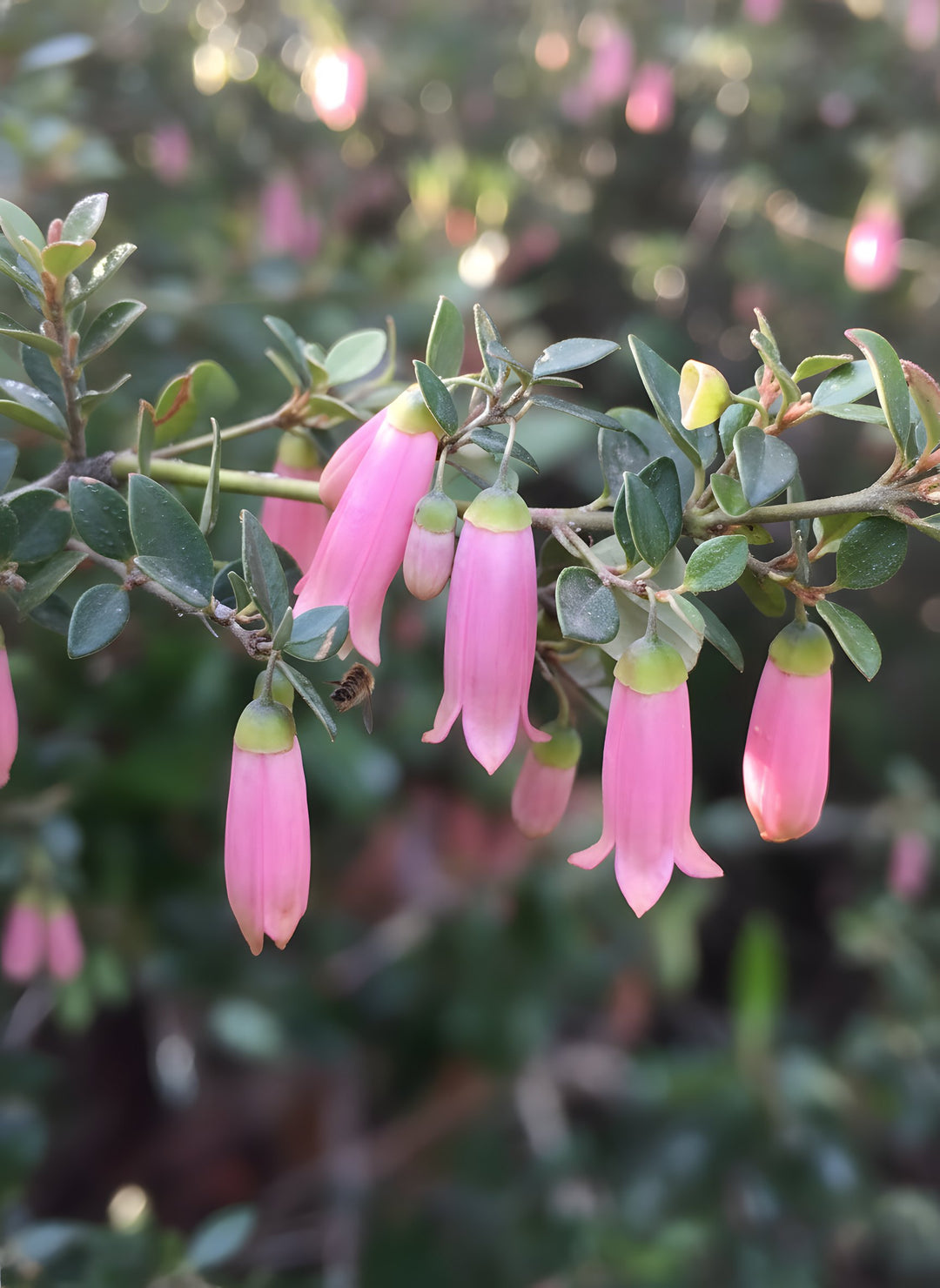 Correa pulchella 'Pink Mist' 140mm Pot for sale Adelaide Plant Co