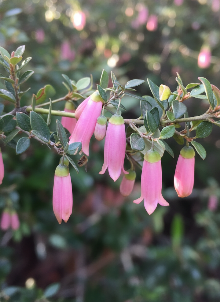 Correa pulchella &