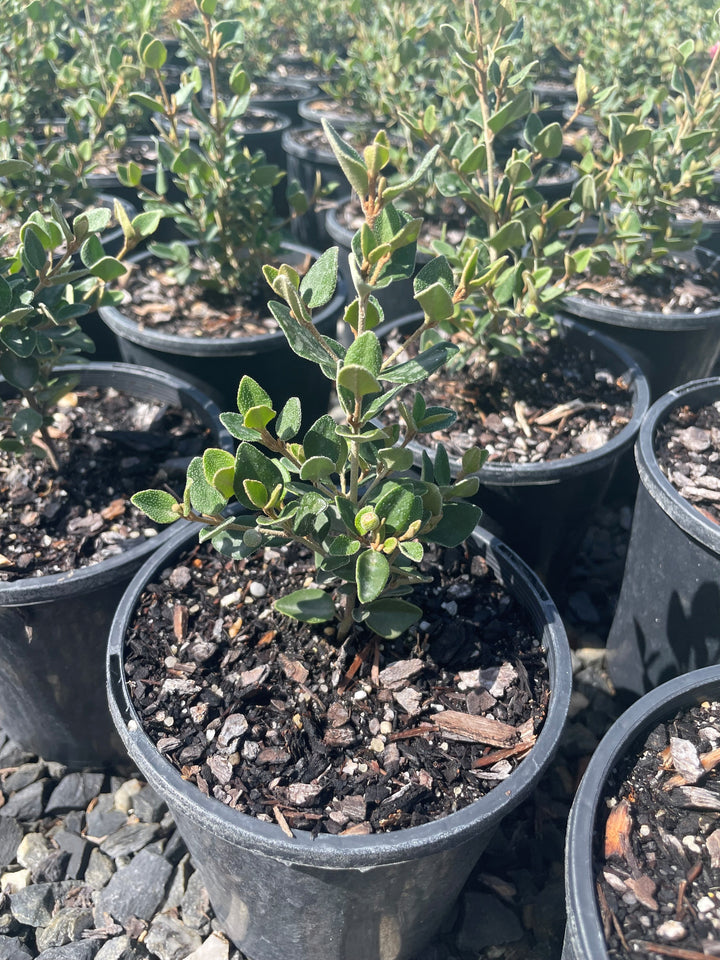 Correa pulchella &