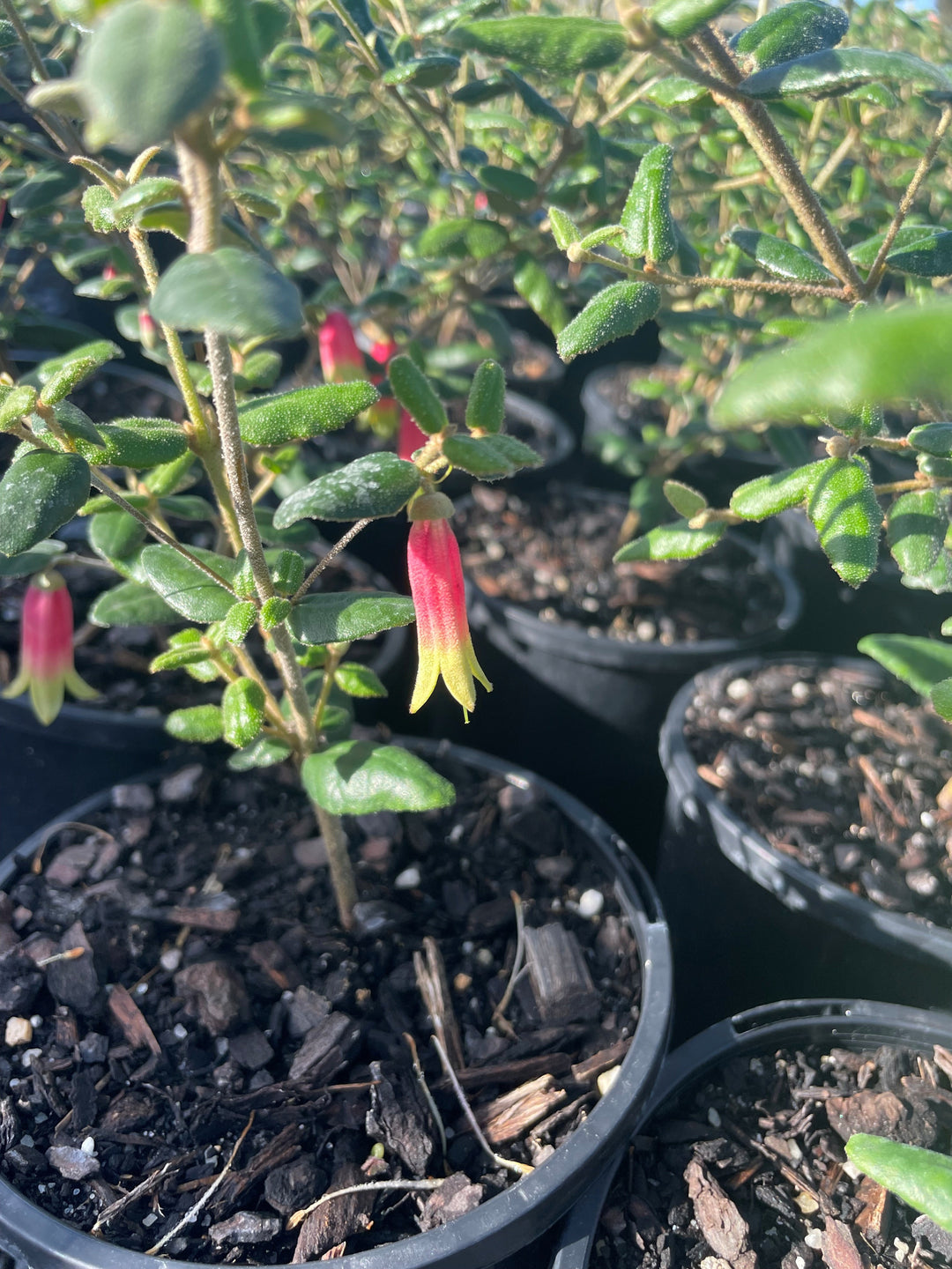 Correa reflexa 140mm Pot for sale Adelaide Plant Co