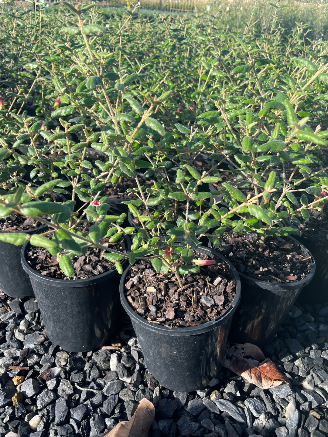 Correa reflexa 140mm Pot for sale Adelaide Plant Co