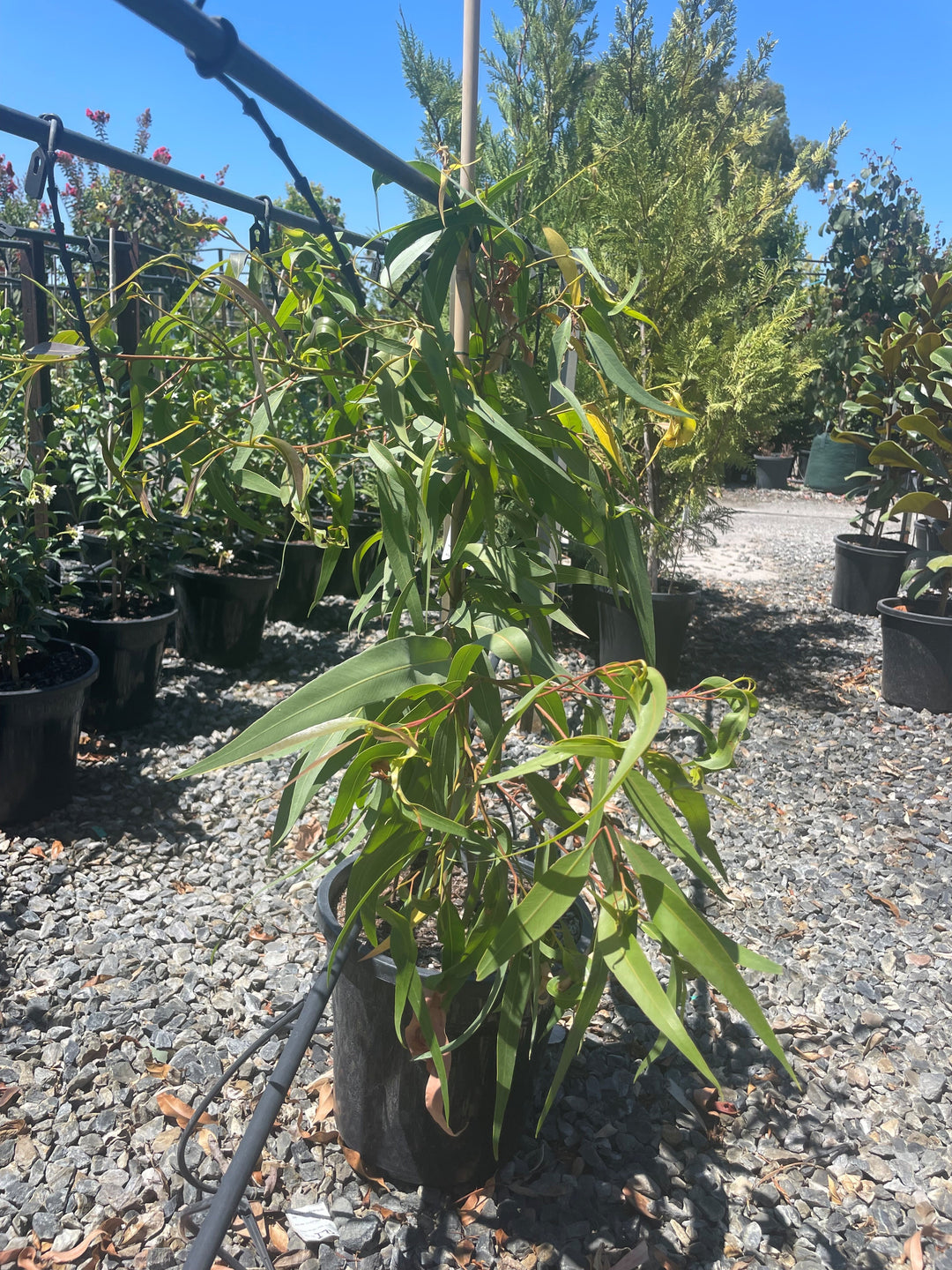 Corymbia citriodora 'Baby Citro'