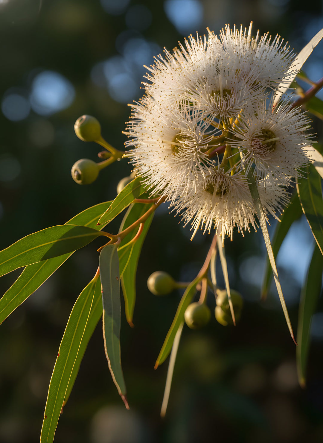 Corymbia citriodora 'Baby Citro' 250mm Pot for sale Adelaide Plant Co