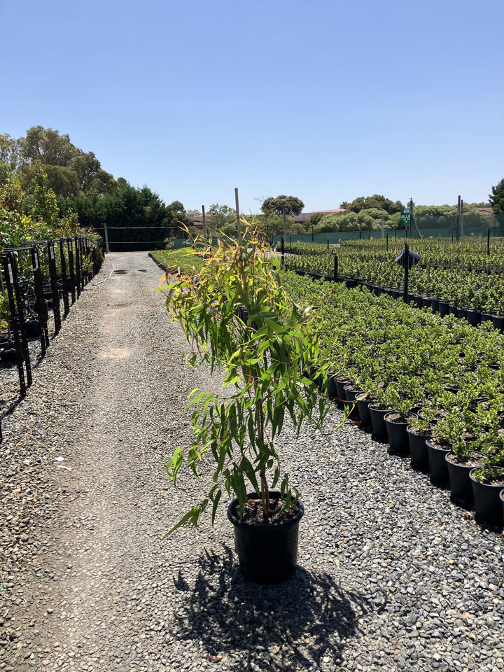 Corymbia citriodora 'Baby Citro'