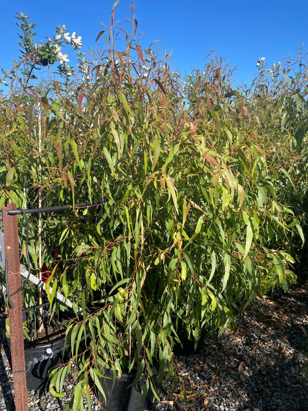 Corymbia citriodora &