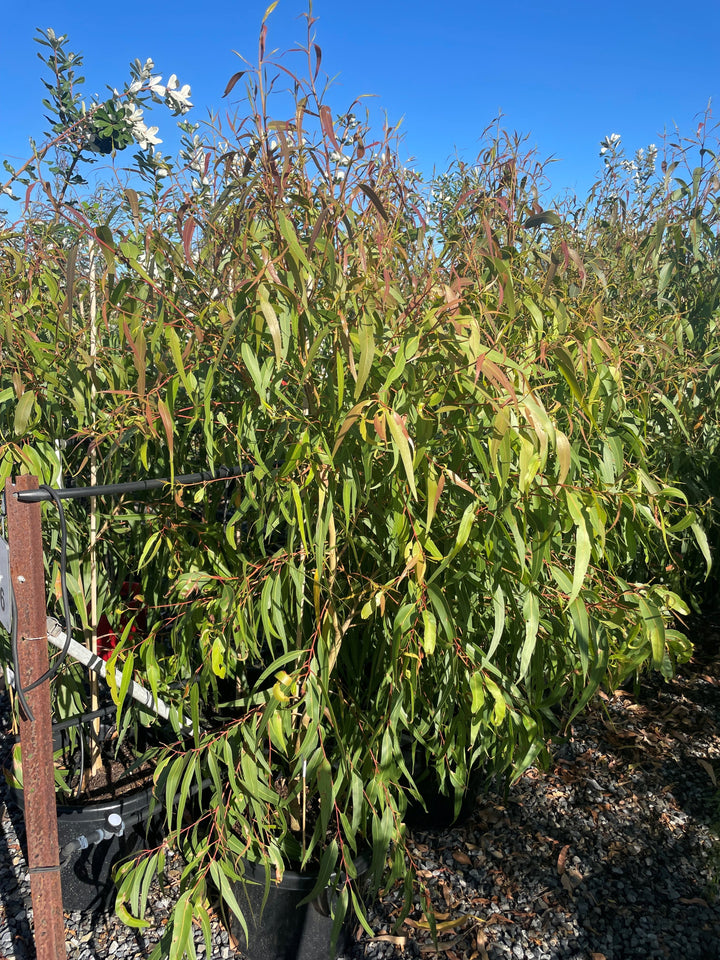 Corymbia citriodora &